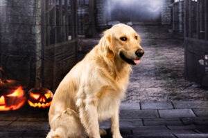 Henry the golden retriever sitting in a spooky Halloween alley scene with glowing jack-o'-lanterns. Kid and pet friendly Halloween portraits at Woodlawn Studios in Billerica, MA.
