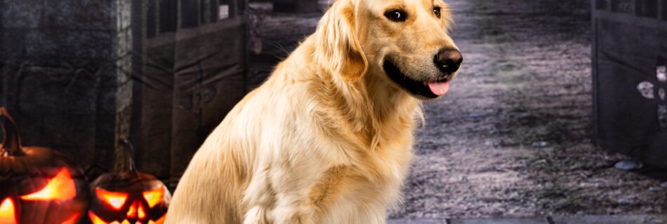 Henry the golden retriever sitting in a spooky Halloween alley scene with glowing jack-o'-lanterns. Kid and pet friendly Halloween portraits at Woodlawn Studios in Billerica, MA.